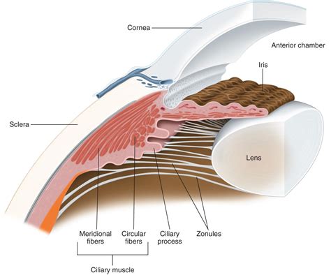 lens anatomy  cataract