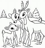 Coloring Deer Pages Popular sketch template