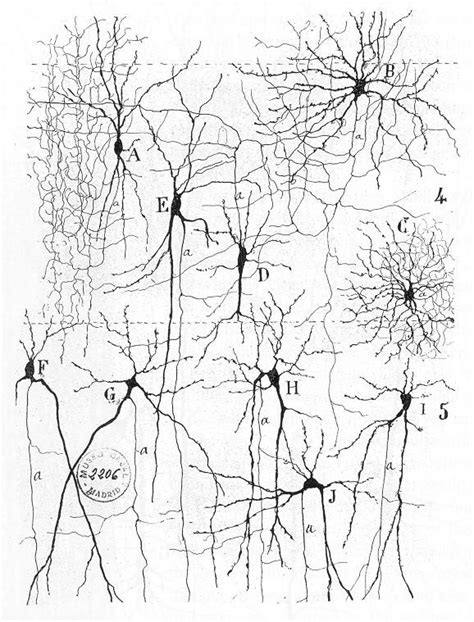 biological neural networks psychology wiki fandom