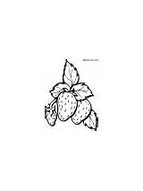 Coloring Sherriallen Fruit Strawberry sketch template
