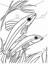 Fish Coloring Pages Printable Kids Bestcoloringpagesforkids sketch template