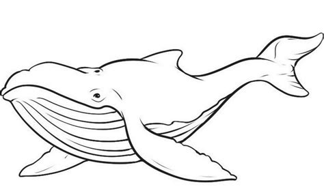 gambar ikan paus hitam putih  diwarnai ilustrasi lucu kartun lucu paus terisolasi