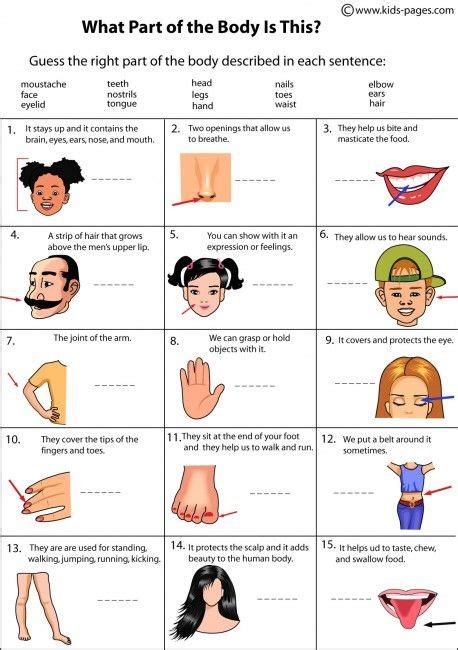 kids pages body parts descriptions english grammar worksheets