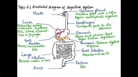 ibdp biology topic  skill  drawing  annotated diagram