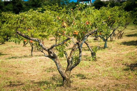 when to fertilize peach trees top tips