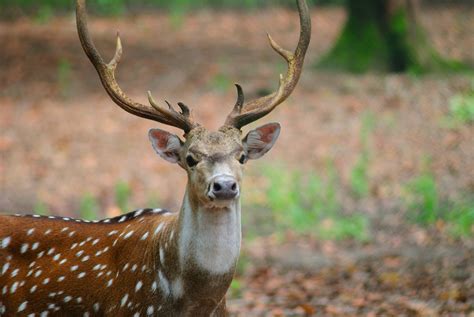 indian deer chital  photo  freeimages
