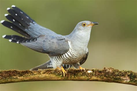 common cuckoo call migration facts plantura