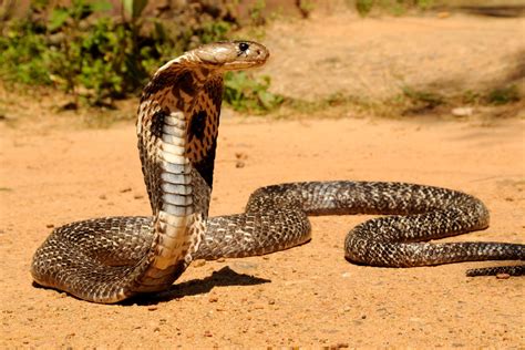 tipos de cobras tipos