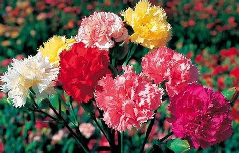 carnation flower growing  beginners asia farming