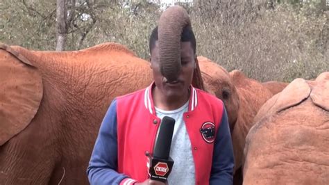 Mira A Esta Pequeña Bebé Elefanta Interrumpir A Un Reportero En Pleno