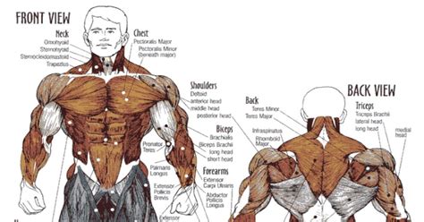 muscle workouts staggering muscle groups  maximum benefits