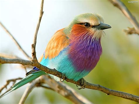 galazka kolorowy ptak