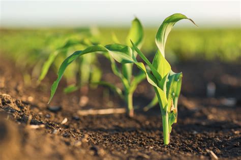planting survey shows  wheat  corn    baking business