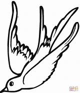 Swallows Getdrawings Drawing Coloring Pages sketch template