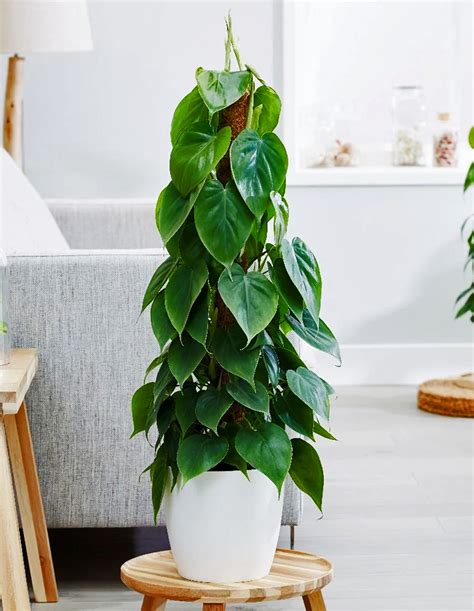 philodendron scandens moss pole plant world london