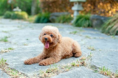 toy poodle dog breed characteristics care