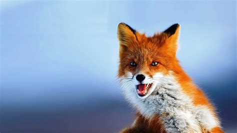 fox animal hd desktop wallpapers  hd