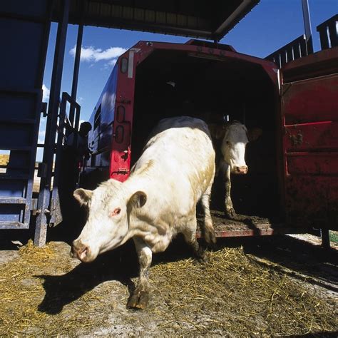 age certification  cattle  longer required alberta farmer express