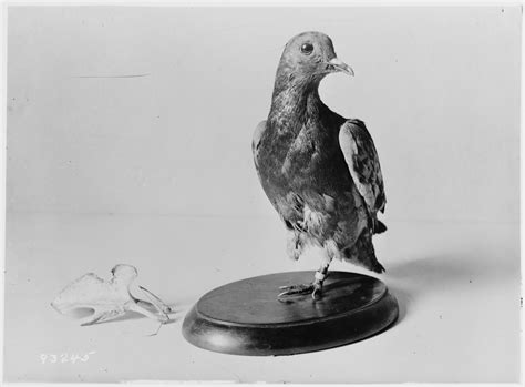 unsung heroes  world war   carrier pigeons pieces  history
