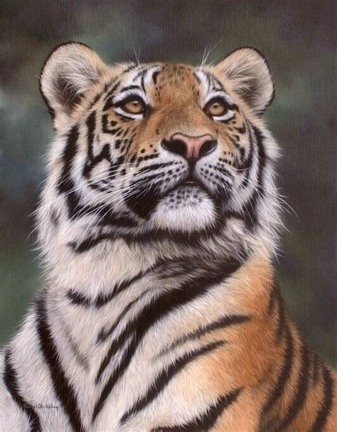 images  big cat art  pinterest tigers daniel