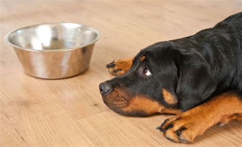 rottweilers eat raw meat bubbly pet