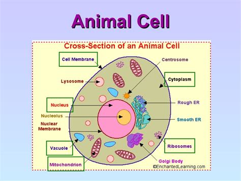 animal cell structure basic cell structure cells structure  characteristics