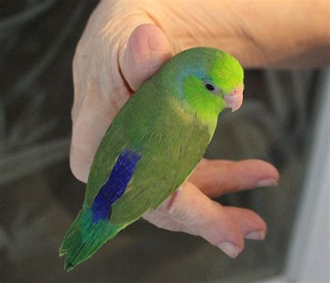 parrotlets   smallest parrot   pocket parrot        buy