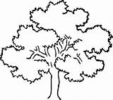 Tree Oak Coloring Drawing Awesome Color Pecan Line Drawings Trees Designlooter Getdrawings 533px 82kb Paintingvalley Luna sketch template