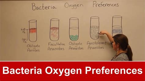 bacteria oxygen requirements youtube