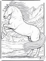 Coloring Horse Pages Realistic Printable Library Clipart sketch template