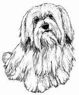 Coloring Pages Tzu Havanese Shih Dog Puppy Drawing Color Google Morkie Colouring Lhasa Apso Search Sketch Drawings Bichon Getcolorings Terrier sketch template