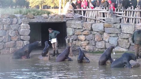 zeeleeuwen voeren safaripark beekse bergen  youtube