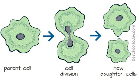 what is binary and multiple fission in asexual reproduction binaryfission asexual