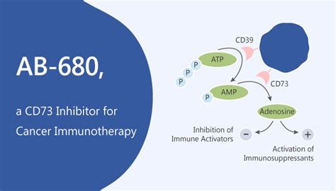 ab    cd inhibitor  cancer immunotherapy immune system research