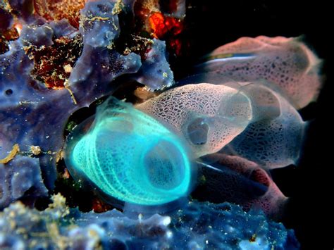 uncovering  mystery   sea squirt    mollusk adopt  shop