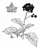 Edera Hedera Helix Disegno Botanica sketch template