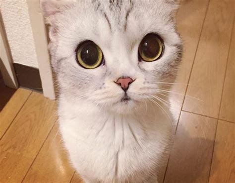 10 photos of adorable big eyed japanese cat hana instagram viral reckon talk