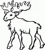 Moose Alce Alces Elch Atividades Színez Divertir Confiram Clipartmag Cikk Sheknows Qdb sketch template