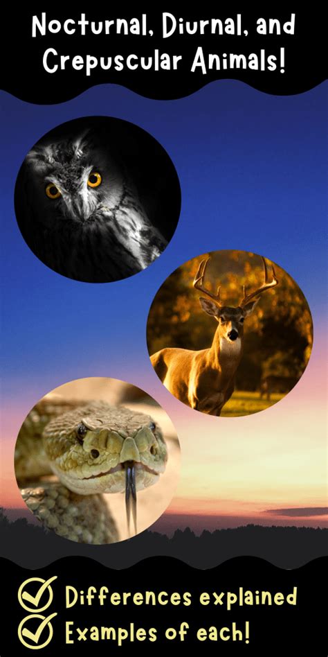 nocturnal diurnal  crepuscular animals