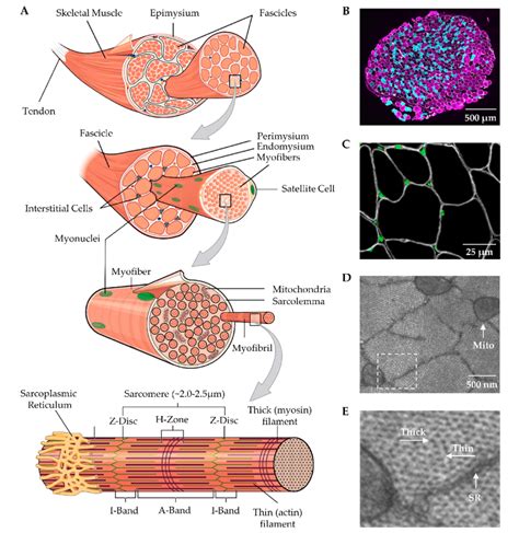 illustration  skeletal muscle structure copied  permission