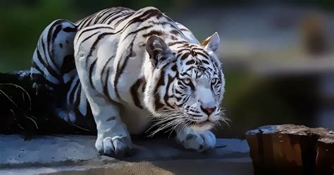kumpulan  gambar harimau marah  update galeri wirano