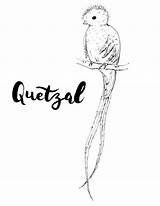 Quetzal Coloring Bird Beautiful Printable Most Pages Plumage Colorful sketch template