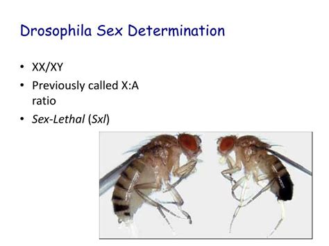 ppt sex determination powerpoint presentation id 2095001