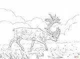 Caribou Coloring Pages Woodland Migratory Color Printable Drawing Colorings Skip Main Designlooter sketch template