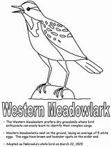 State Montana Oregon Nebraska Wyoming Bird Meadowlark Symbols Geography Coloring Western Printables Ws Kidzone Usa Hard Print sketch template