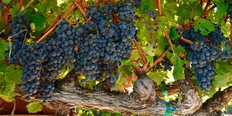 viticulture enology  grape growing wine making  local
