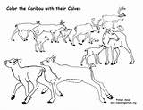 Caribou Coloring Calves Their sketch template