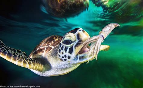 interesting facts  sea turtles  fun facts
