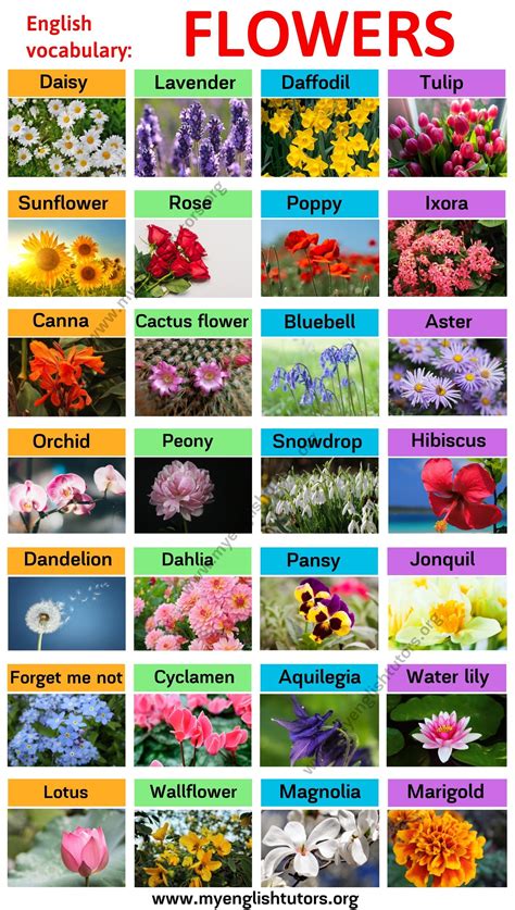 types  flowers learn  flower names   picture