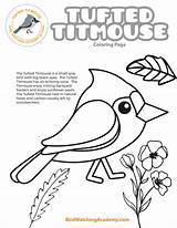 Titmouse Tufted Birdwatchingacademy sketch template
